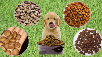 酶解法助力猫狗找回食欲，提高宠物食品适口性！